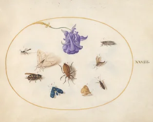 Tallerken 33: Møll og sommerfugl med andre insekter og en akeieblomst