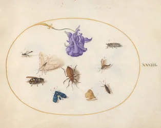 Tavle 33: nattsvermer og sommerfugl med andre insekter og en akeleieblomst