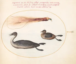 Plate 34: Bird of Paradise med Merganser(?) og Grebe(?)