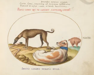 Plate 34: Tre hunder, inkludert en "Mimick"