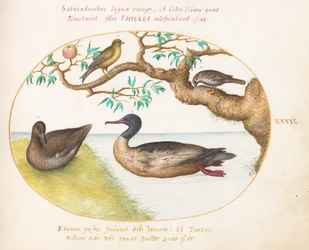 Tallerken 35: Grønnvinget krikkhunn, rødbrystet merganser(?), spurv og en grønnfink(?)
