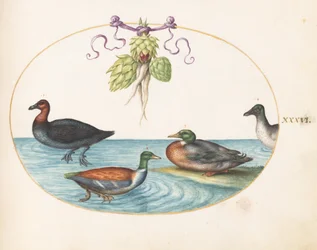 Tavle 36: lappfiskand, skjeand og stokkand, og and med artisjokker