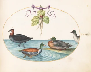 Tallerken 36: Rødbryst Merganser, Shoveler og to andre vannfugler med artisjokker