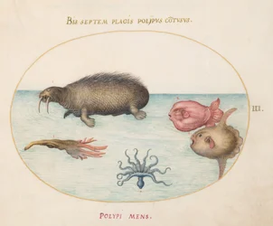 Plate 3: En hvalross, en nibeint blekksprut og havsolfisk