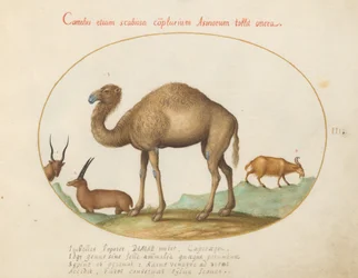 Plate 3: Kamel, steinbukk og geit