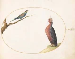 Plate 40: Europeisk bieter og eksotisk høne