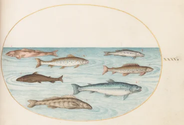 Tallerken 40: Laks, ørret og ferskvanns(?) fisk
