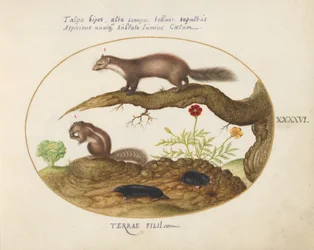 Plate 46: Stein Martin, sjimpemunk og føflekker med ringblomst og salat