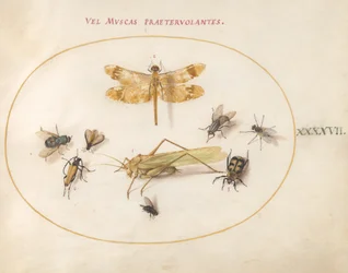 Plate 47: En øyenstikker, en gresshoppe, husfluer, en ådselbille, en blomsterlanghornbille og andre insekter