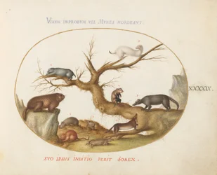 Plate 49: murmeldyr, hamstere, rotte, markmus, spissmus og en Coatimundi