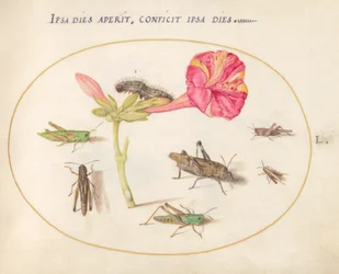 Plate 50: Gresshopper, en larve og et skjoldinsekt med en fireklokkeblomst