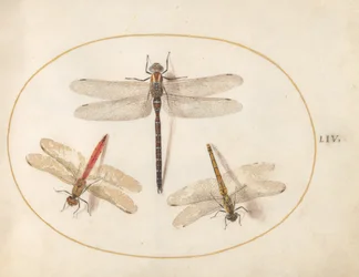 Plate 54: Hårete øyenstikker og to pilkastere