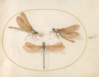 Plate 55: Tre grønne øyenstikkere med brune vinger
