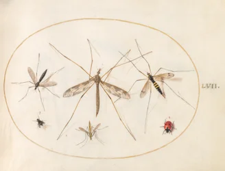Plate 57: A Ladybug, a Fly, and Four Other Insects   1226998   no       norwegian Successfully Translated  Original: Leaf from a Jain Manuscript: The Story of Kalakacharya of Devachandra: Brahmanshanti…verso, 1279. Translat: Leaf from a Jain Manuscript: Th