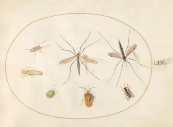 Plate 59: Syv insekter, inkludert en hagtornskjoldbug, tranefluer og en sveveflue