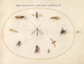 Plate 60: Fluer og andre insekter