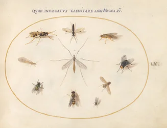 Tavle 60: Fluer og andre insekter, ca. 1575/80 (akvarell, gouache og gull på vellum)