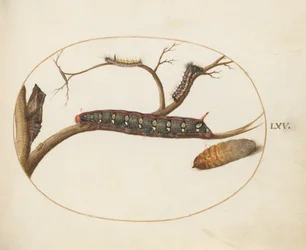 Plate 60: Leafy Spurge Hawkmoth Caterpillar, Pupae and Other Caterpillars