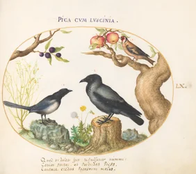 Tallerken 60: Magpie, Crow og Goldfinch