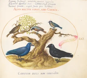 Plate 61: Blåkråke(?), Jackdaw, Chickadee eller Meis og andre fugler