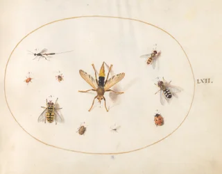 Plate 62: Ti insekter
