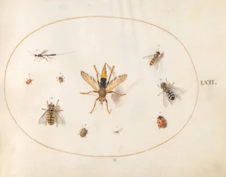 Tavle 62: ti insekter