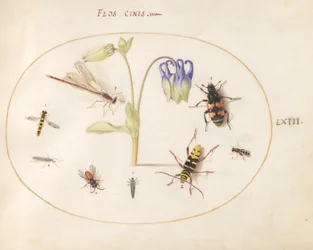 Plate 63: En øyenstikker, en flekket langhorn, en sextonbille og andre insekter med en blå og hvit akelei
