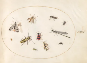 Plate 64: Elleve insekter, inkludert en øyenstikker og langhornbille