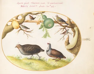 Plate 64: To rapphøns, en Wren og andre fugler