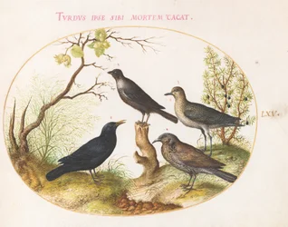 Plate 65: Svarttrost, Stær(?) og andre fugler