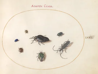Plate 66: To oljebiller, en langhornsbille og fire andre insekter