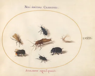 Plate 67: Syv insekter, inkludert en hvit sommerfugl og en bie