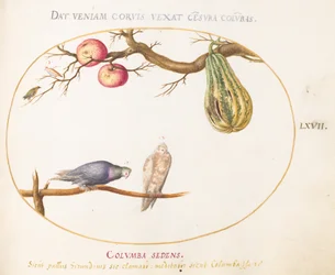 Plate 67: To duer under en kalebass og epler