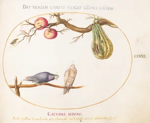 Plate 67: To duer under en kalebass og epler