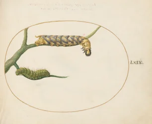 Plate 69: Emperor Moth Caterpillar med en andre larve på en gren
