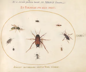 Plate 70: En mort omgitt av insekter