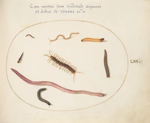 Plate 70: Orm, tusenbein, tusenbein og andre lange skapninger