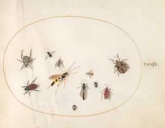 Plate 72: Skjoldbug, kanelbug, veps og andre insekter