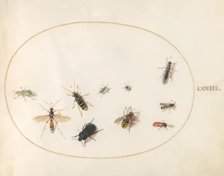 Plate 73: Ti insekter