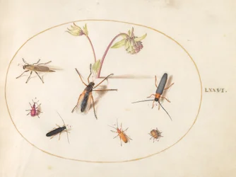 Tallerken 76: Insekter med rosa og kremfarget akeeleie