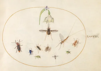 Plate 77: prikket humleflue med en hvit blomst, en døgnflue, en blå snutebille og andre insekter
