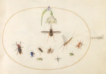 Tallerken 77: Hummingbird Hawk Moth med en hvit blomst, blå og grønne snutebiller og andre insekter