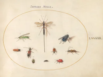 Plate 78: Ti insekter, inkludert en blå flue