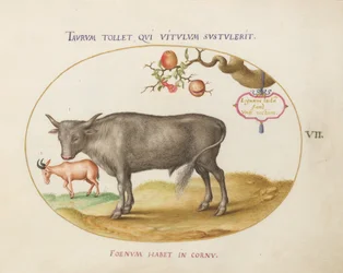 Plate 7: En okse og et horndyr