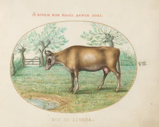 Plate 8: En ku