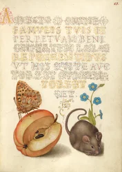 Spanias dronning fritillaria, eple, mus og krypende forglemmegei