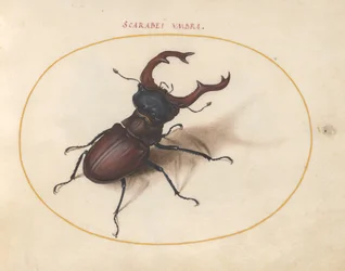 Scarab bille, ca. 1575-80