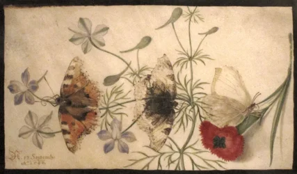 Studier av blomster og sommerfugler
