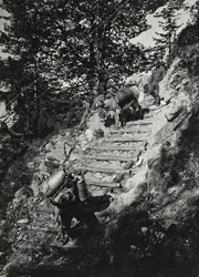 Album "Min verdenskrig - minner fra den sørvestlige fronten i Kärnten, Italia, Trentino-Alto Adige) 31/03/1915-12/11/ 1918 - Josef Zohles Wien ": Hærens muldyr langs en bratt de
