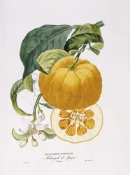 Natural History of Appelsintrær, 1818-20